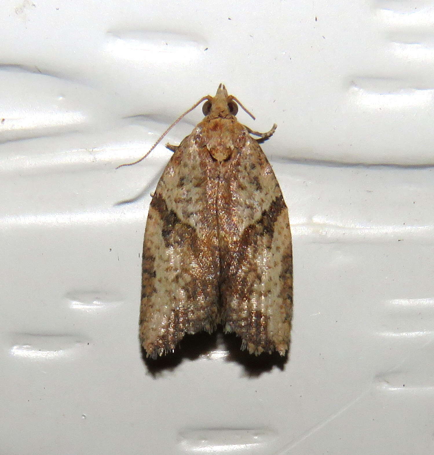 Image of Light brown apple moth