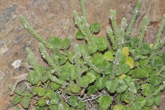 Imagem de Lafuentea rotundifolia Lag.