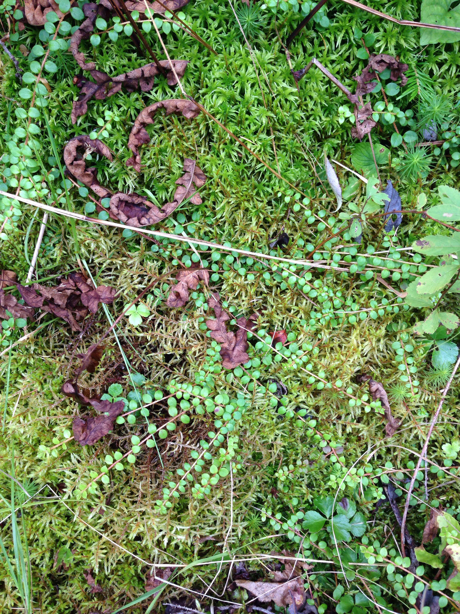 Gaultheria hispidula (L.) Muhl. ex Bigelow的圖片