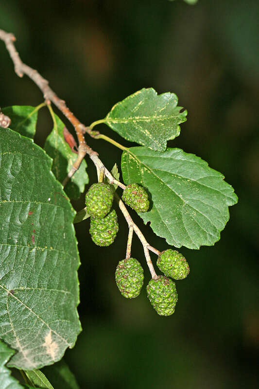 Imagem de Alnus glutinosa subsp. barbata (C. A. Mey.) Yalt.