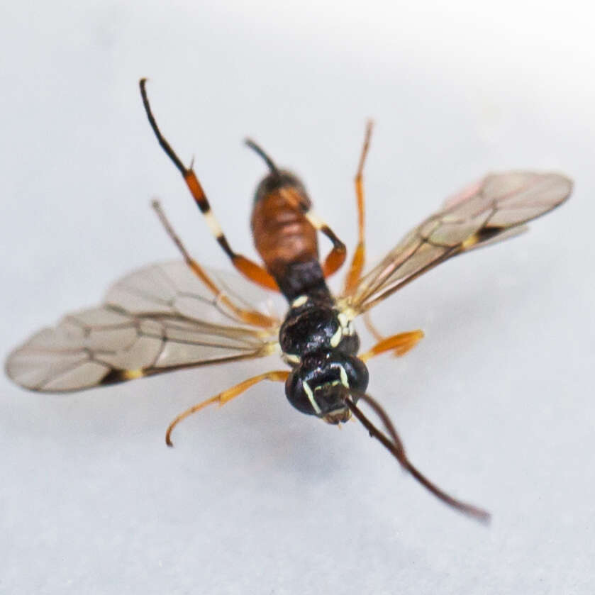 Image of Parasitoid wasp