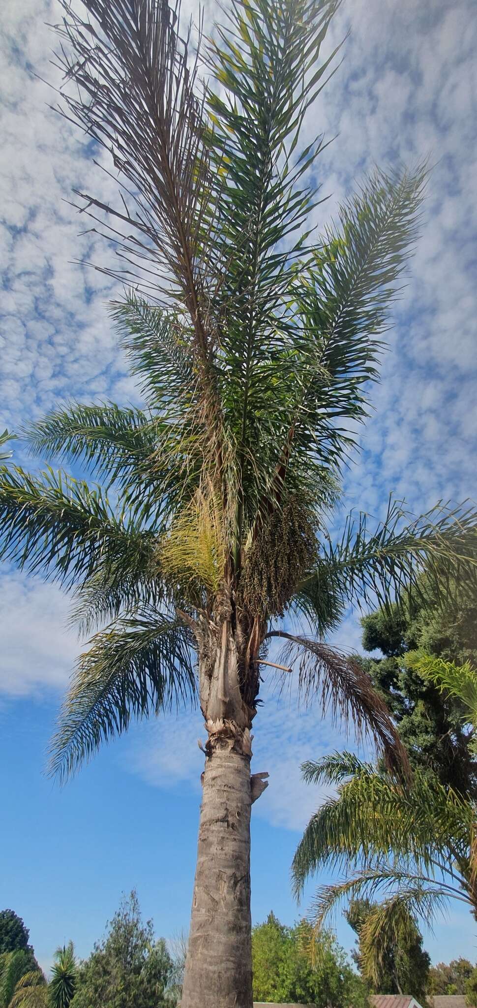 Image of queen palm