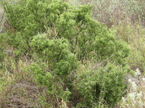 Image of Texas lignum-vitae