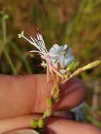 Imagem de Oenothera gaura W. L. Wagner & Hoch