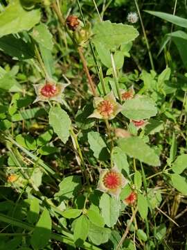 Image of Wright's false mallow