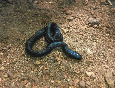 Image of Dugès' Earth Snake