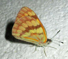 Image of Colotis vesta (Reiche (1850))