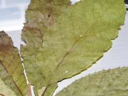 Image of Clethra fragrans L. M. González & R. Delgad.