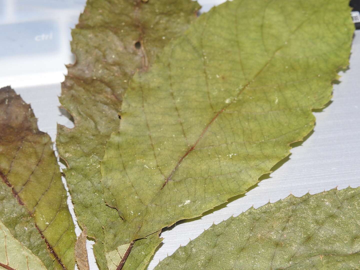 Image of Clethra fragrans L. M. González & R. Delgad.