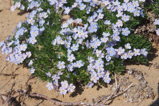 Слика од Eritrichium arctisibiricum (Petrovsky) A. P. Khokhr.