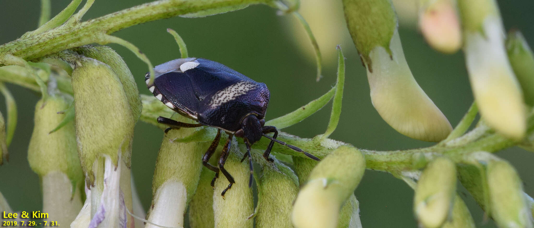 Image of Menida violacea Motschulsky 1861