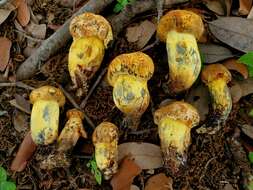 Imagem de Boletus luridellus (Murrill) Murrill 1938