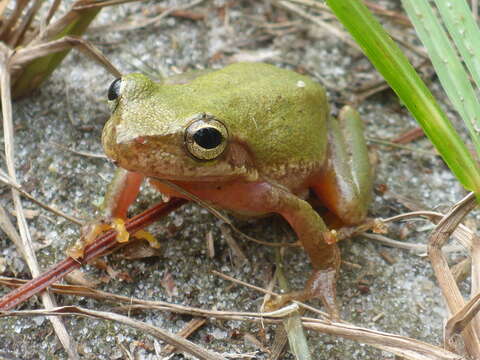 صورة Dryophytes squirellus (Daudin 1800)