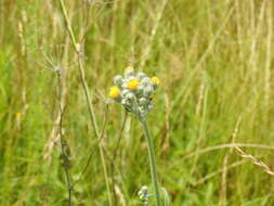 Image of Pilosella echioides (Lumn.) Sch. Bip., F. W. Schultz & Sch. Bip.