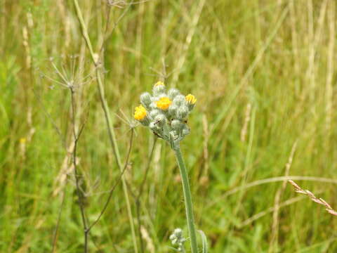 Image of Pilosella echioides (Lumn.) Sch. Bip., F. W. Schultz & Sch. Bip.