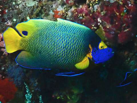 Image of Blue-face Angelfish