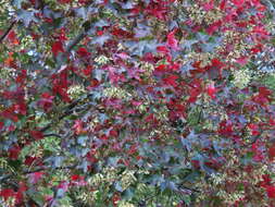 Image de Acer oliverianum subsp. formosanum (Koidz.) E. Murray