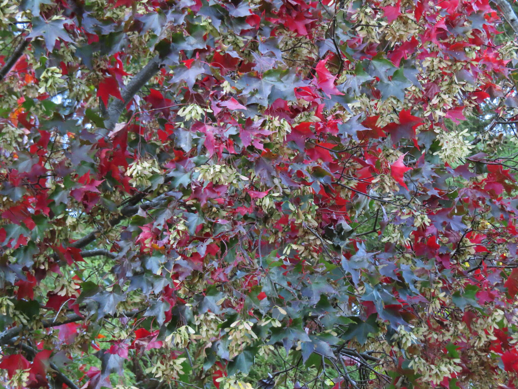 صورة Acer oliverianum subsp. formosanum (Koidz.) E. Murray