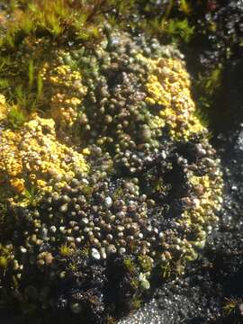 Слика од Toninia sedifolia (Scop.) Timdal