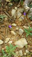 Imagem de Campanula stricta L.