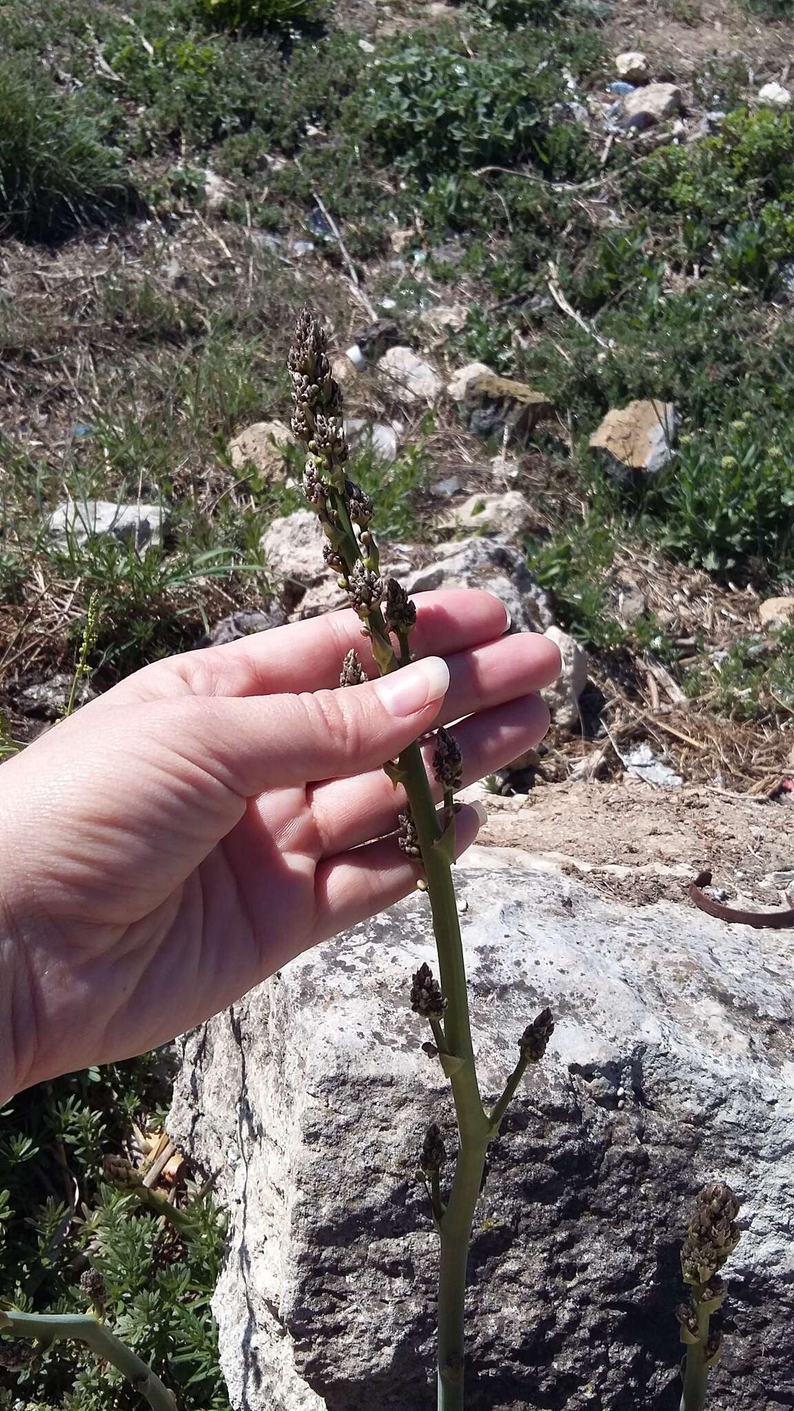 Image of Asparagus verticillatus L.