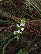 Image de Satyrium amoenum (Thouars) A. Rich.