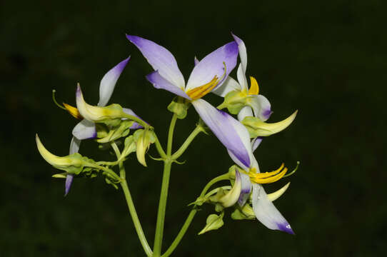 Image of Exacum tetragonum Roxb.