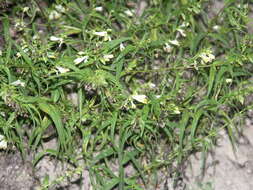 Image of Melampyrum pratense subsp. commutatum (Tausch ex A. Kern.) C. E. Britton