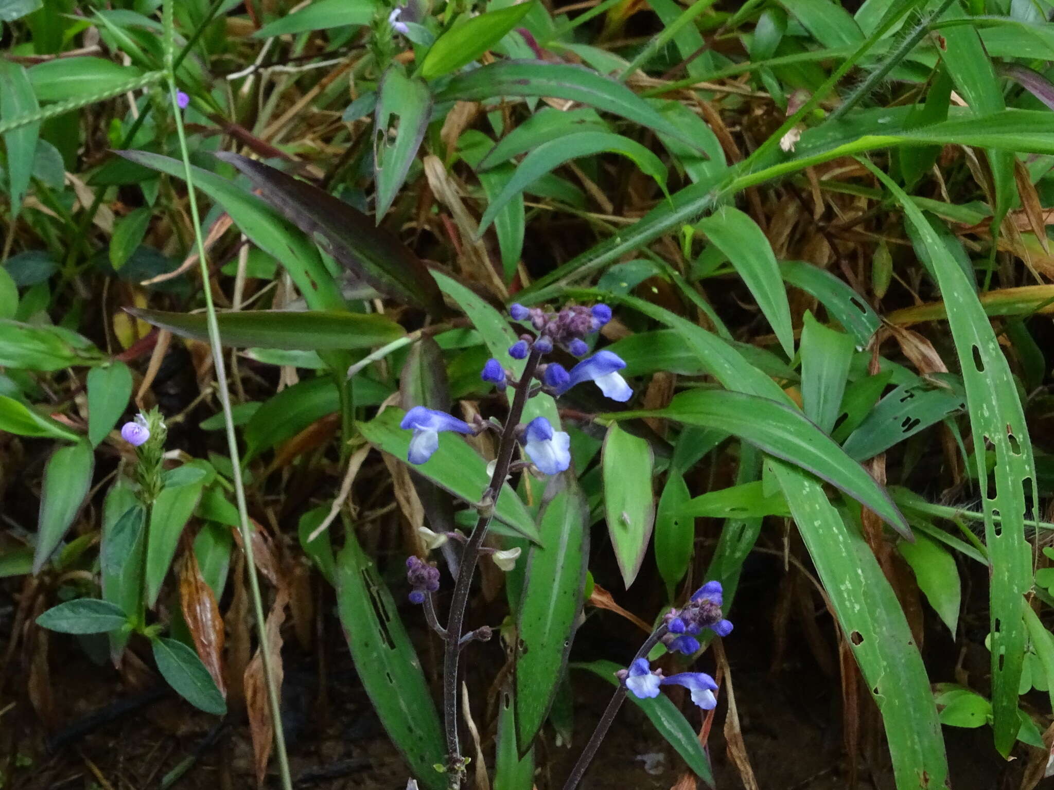 Sivun Scutellaria violacea B. Heyne ex Benth. kuva