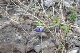 Imagem de Salvia chionophylla Fernald