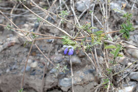 Image of Salvia chionophylla Fernald