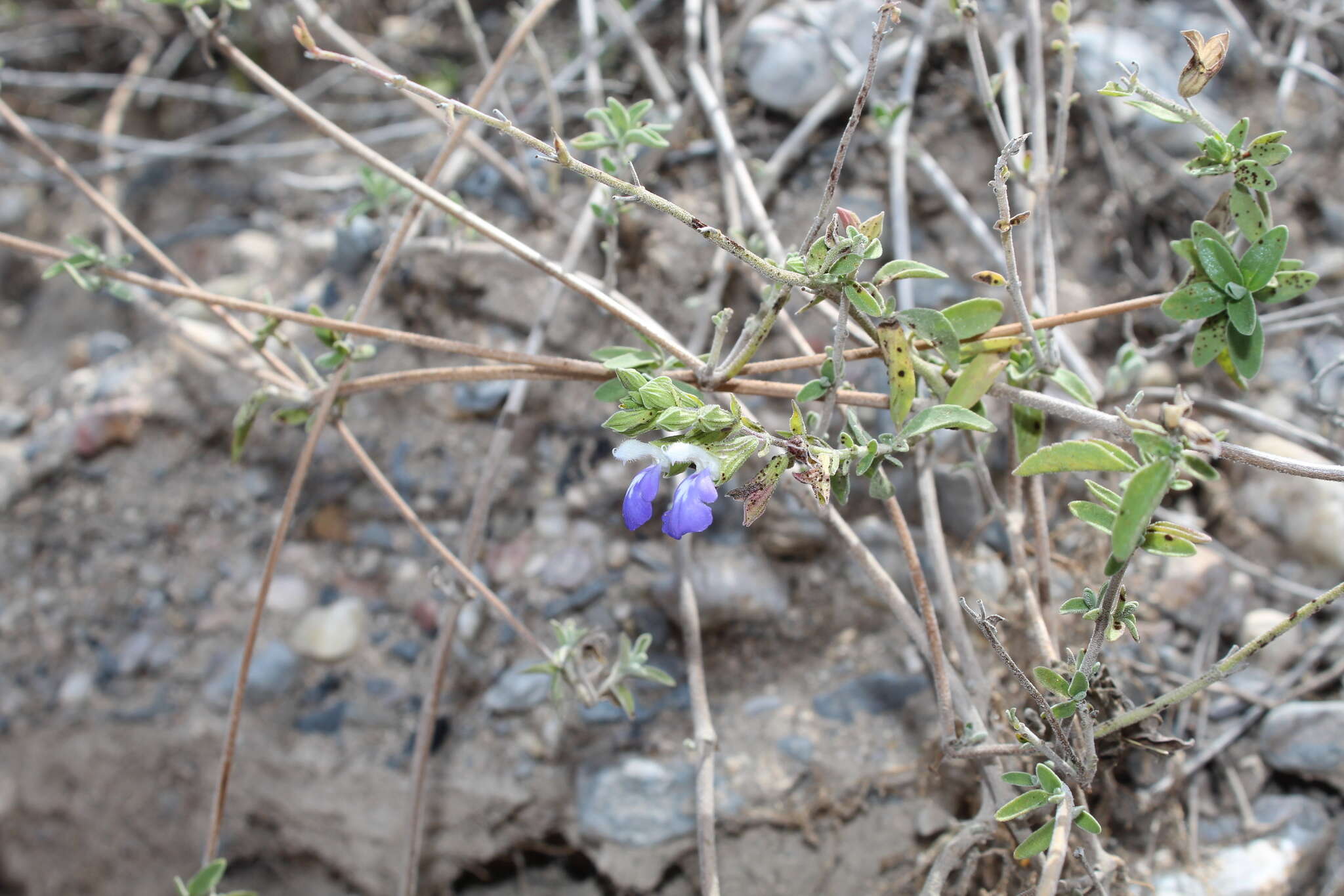 Imagem de Salvia chionophylla Fernald