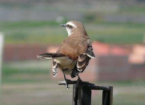 Image of Brown-backed Mockingbird