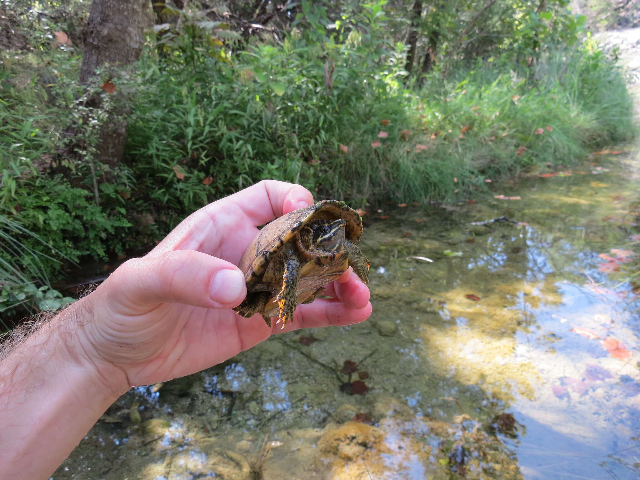 Sivun Sternotherus odoratus (Latreille 1802) kuva