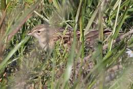 Image of Greater Short-toed Lark