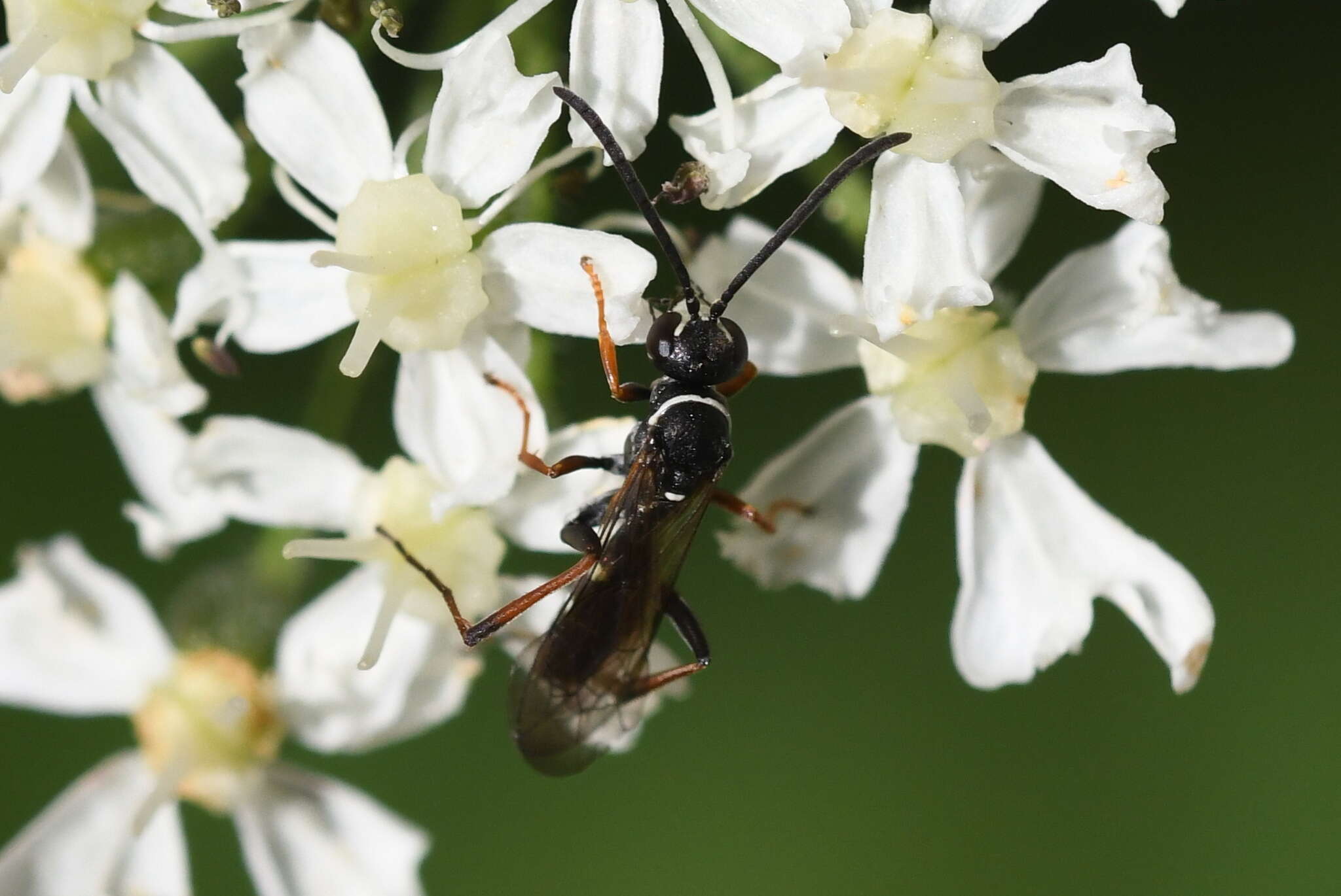 Image of Spider wasp