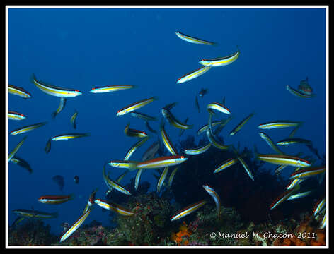 Image of Mediterranean rainbow wrasse