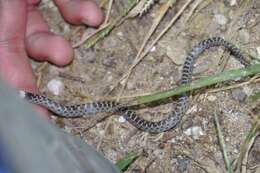 Image of Night Snake