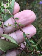 Image of largeflower aster