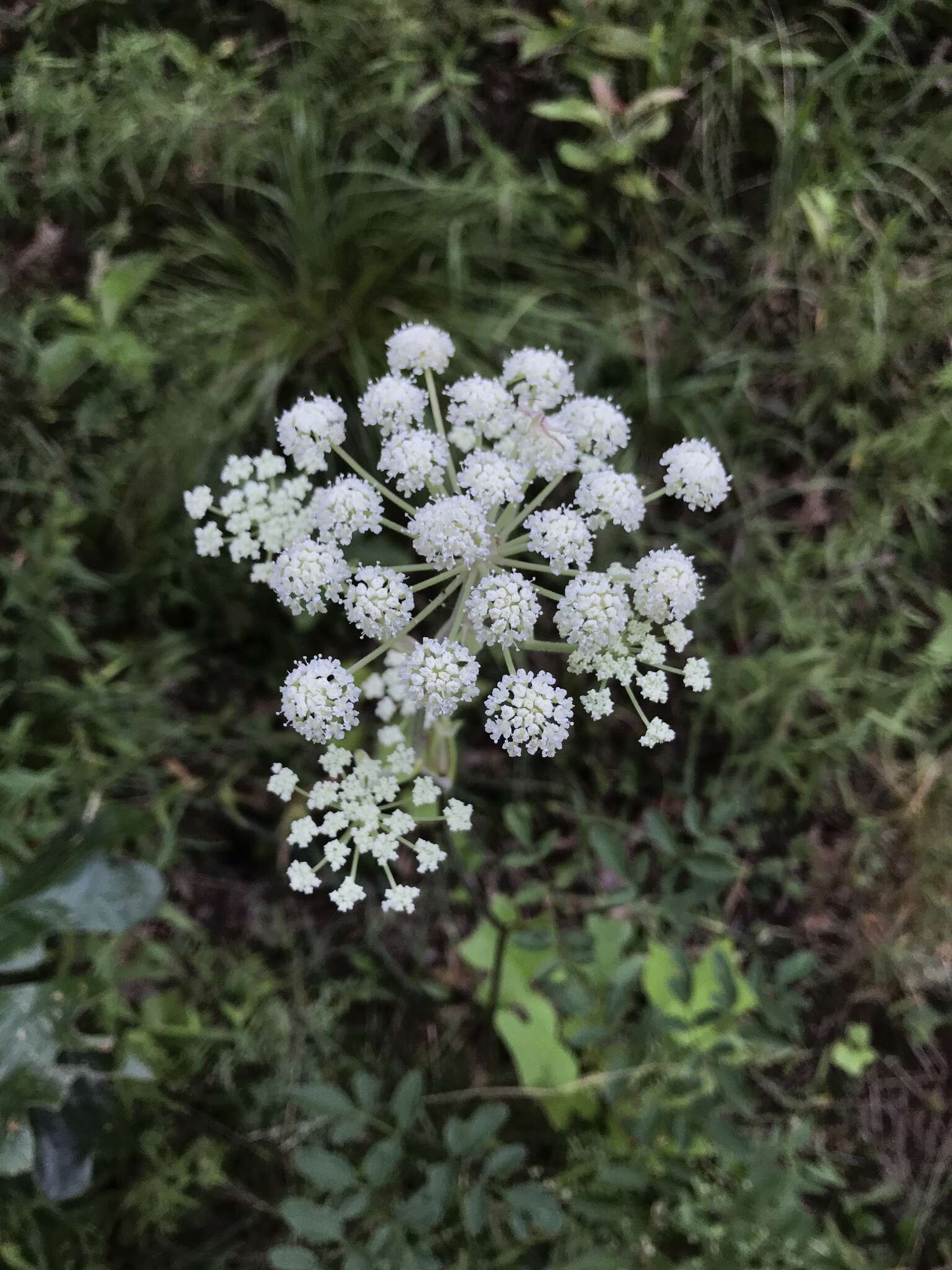 Image of hairy angelica