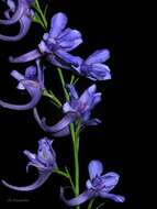 Image of Delphinium halteratum subsp. verdunense (Balbis) Graebner & Graebner fil.