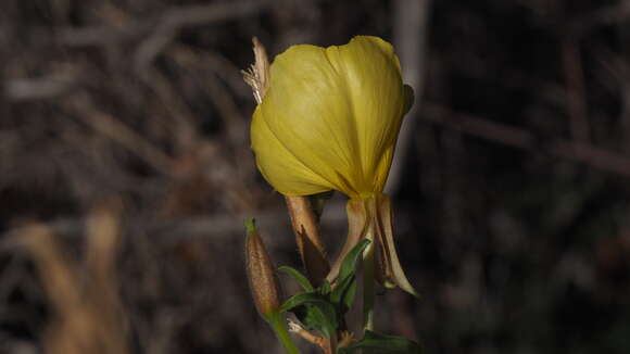 Image of Hooker's evening primrose