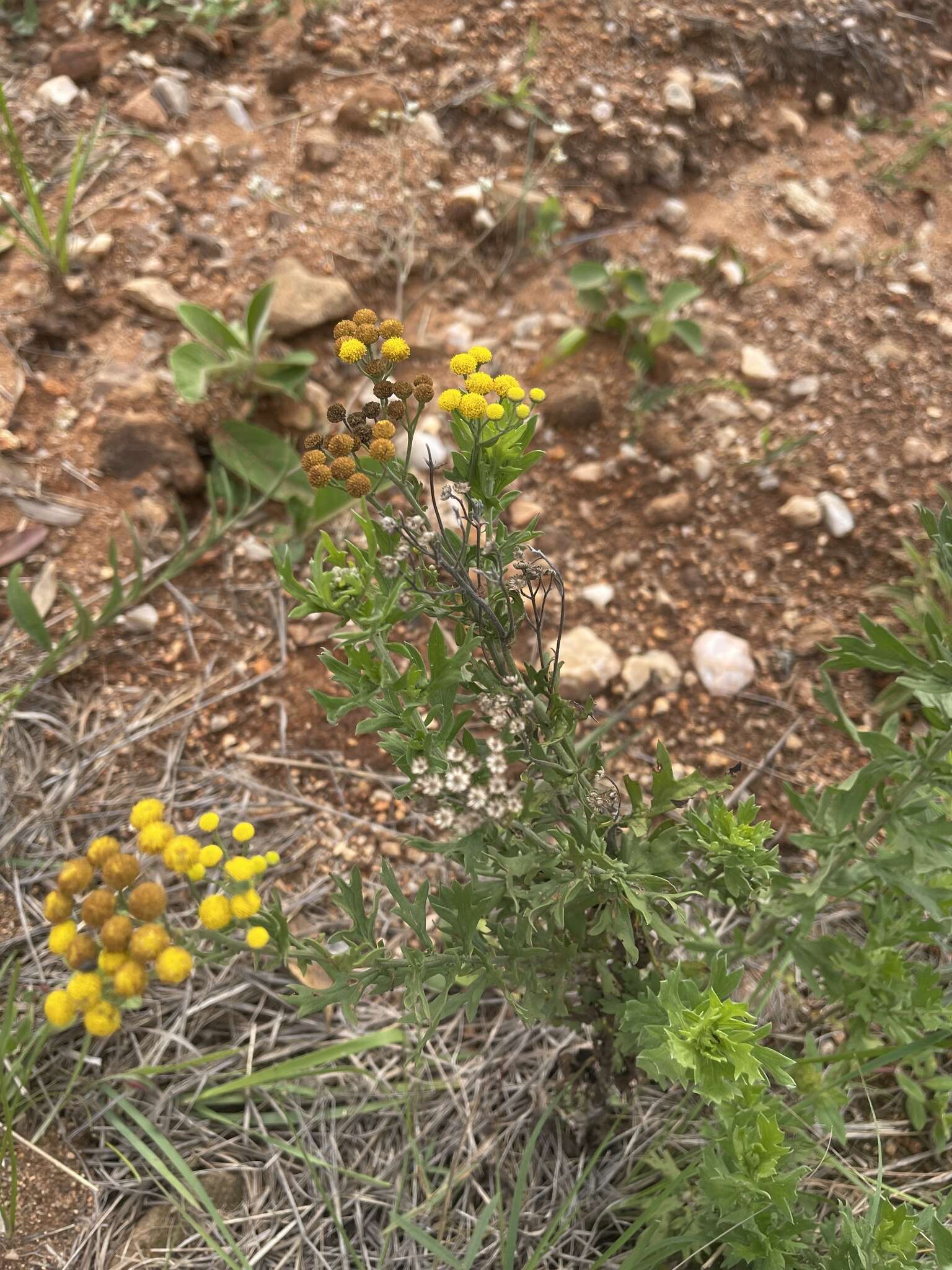 Слика од Schistostephium crataegifolium (DC.) Fenzl ex Harv. & Sond.