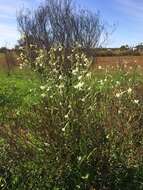 Nicotiana goodspeedii Wheeler的圖片