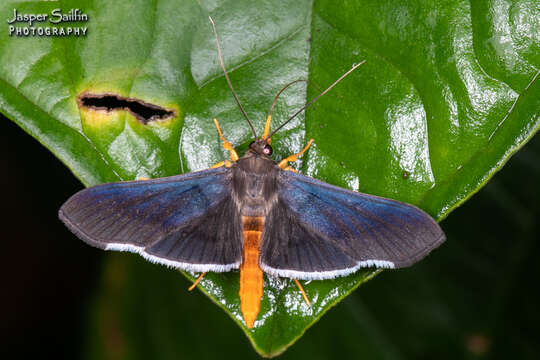 Imagem de Omiodes pandaralis Walker 1858