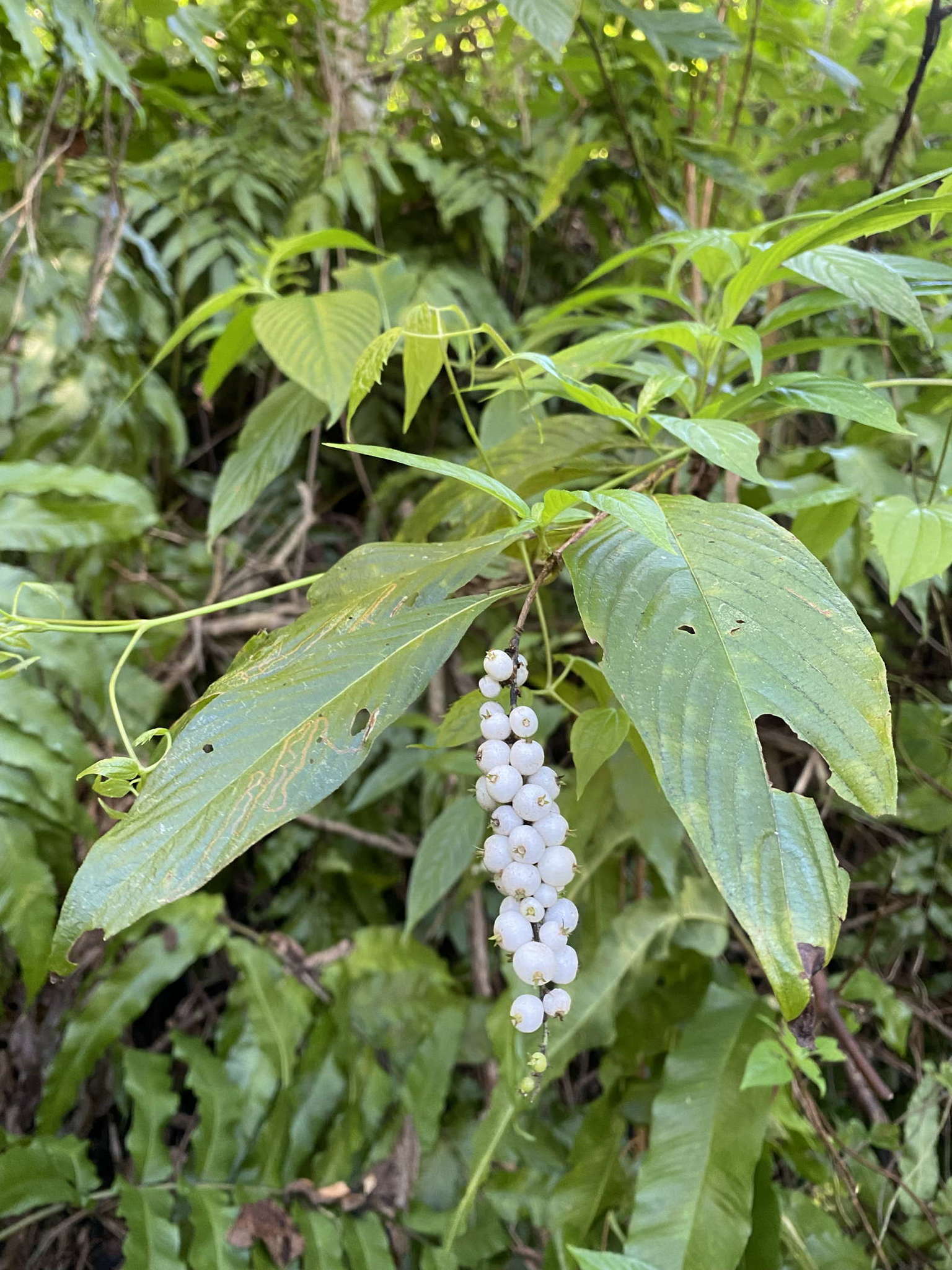 Image of Mata-de-Mariposa