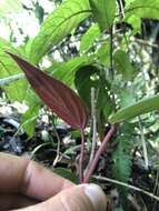 Image of Peperomia sympodialis Trel. & Yunck.