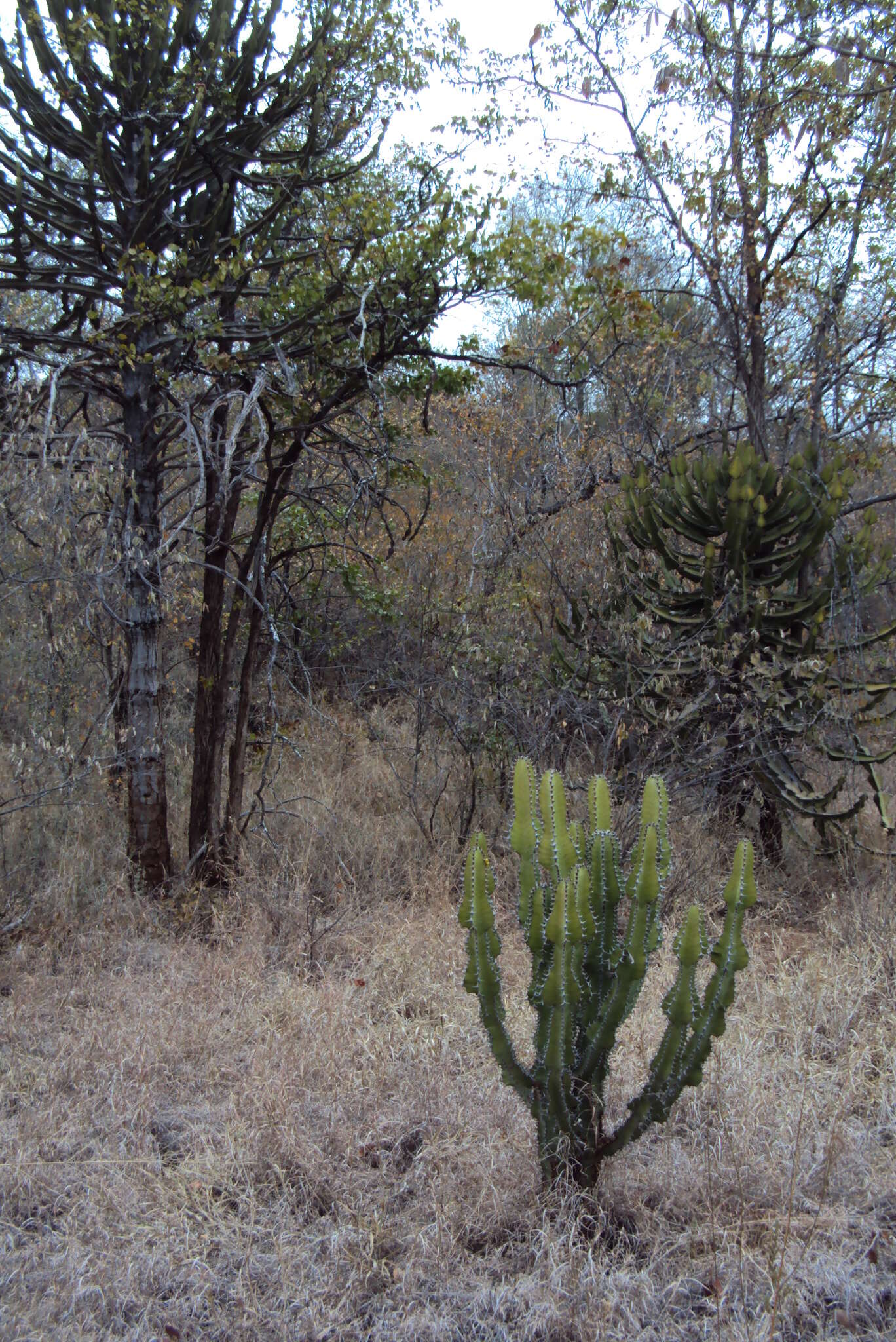 Image of Candelabra euphorbia