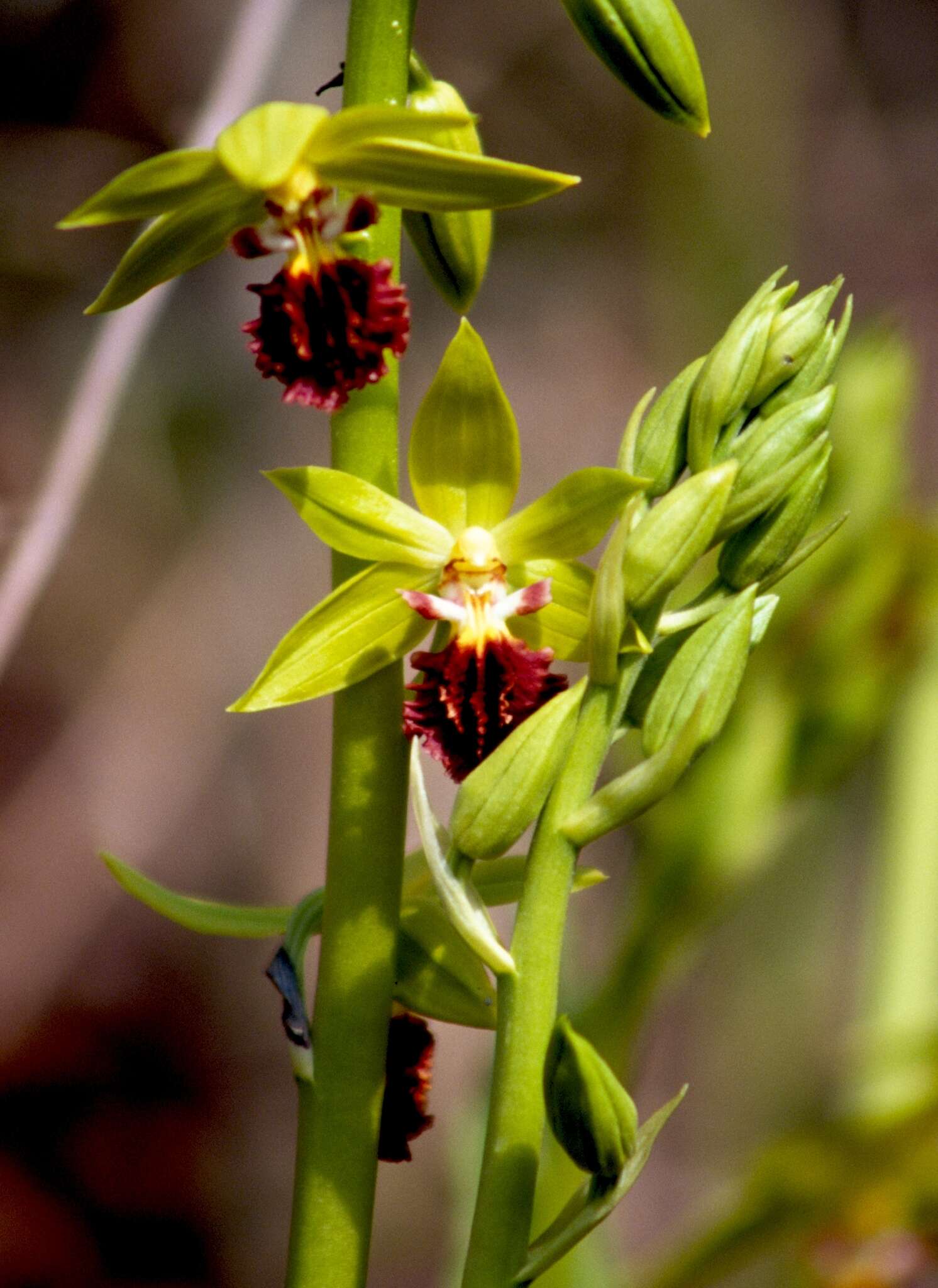 Image of Calanthe tricarinata Lindl.