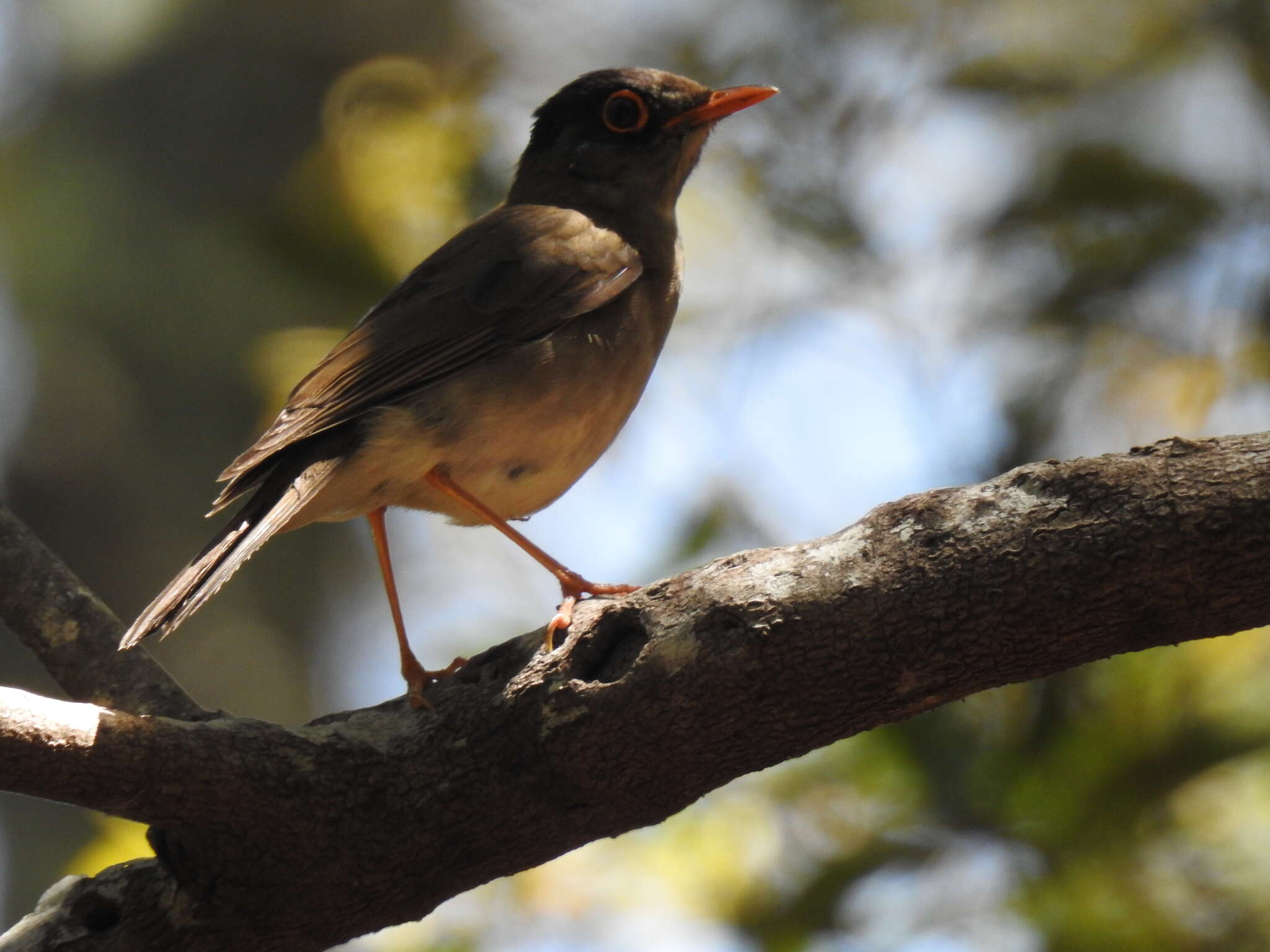 Image of Black-headed Nightingale-Thrush